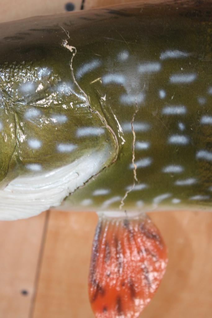 Big *Real Skin* NORTHERN PIKE Fish Mount - 4