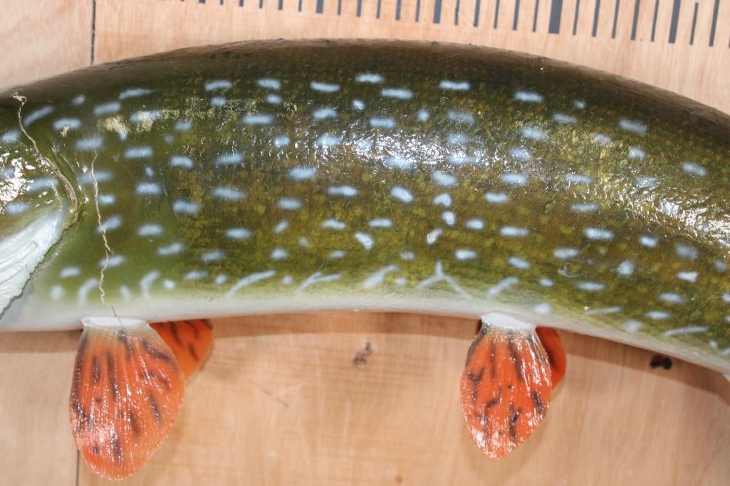 Big *Real Skin* NORTHERN PIKE Fish Mount - 5