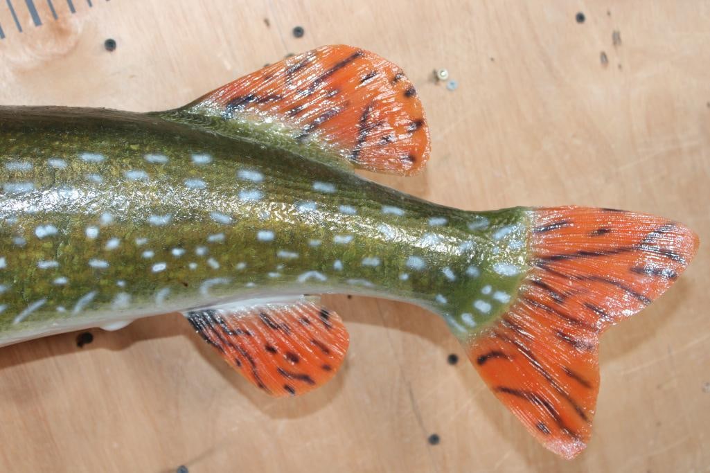 Big *Real Skin* NORTHERN PIKE Fish Mount - 6
