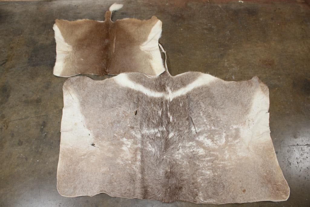 (1) WATERBUCK Back Hide and (1) VAAL RHEBOK Back Hide: 1 WATERBUCK Back Hide and 1 VAAL RHEBOK Back Hide. TAXIDERMY HIDES 