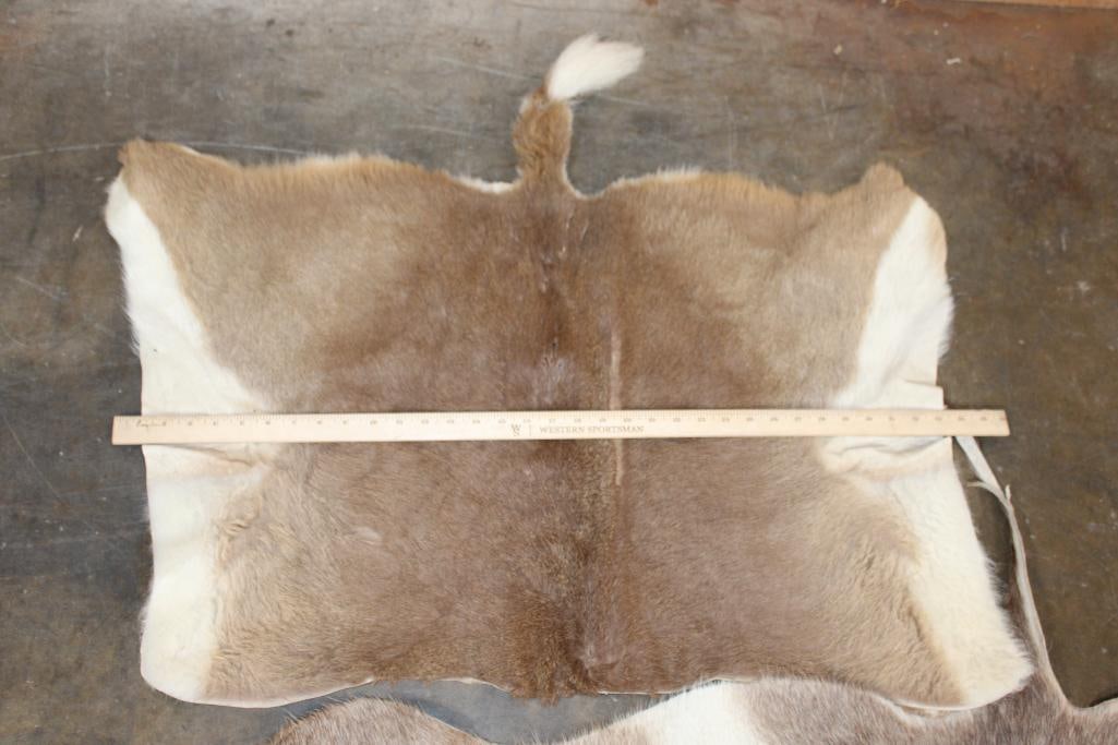 (1) WATERBUCK Back Hide and (1) VAAL RHEBOK Back Hide - 2