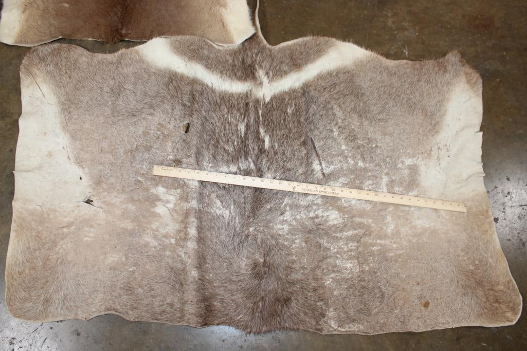 (1) WATERBUCK Back Hide and (1) VAAL RHEBOK Back Hide - 3