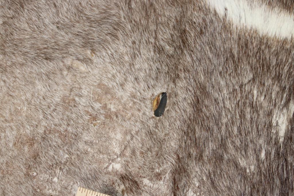 (1) WATERBUCK Back Hide and (1) VAAL RHEBOK Back Hide - 4
