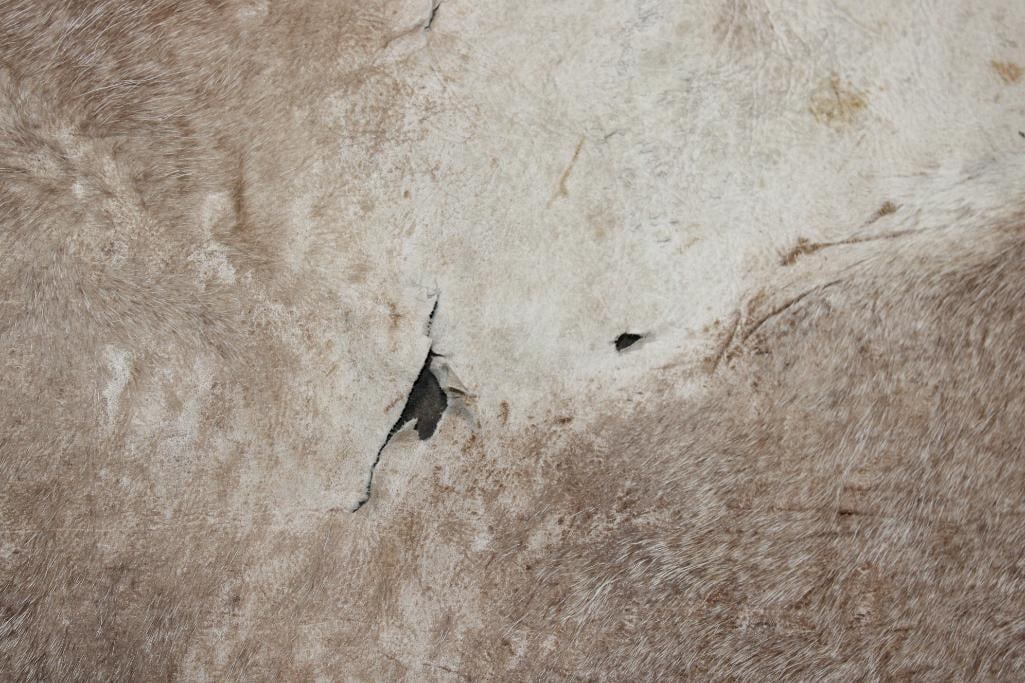(1) WATERBUCK Back Hide and (1) VAAL RHEBOK Back Hide - 5