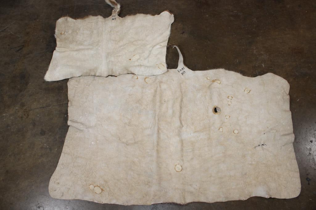 (1) WATERBUCK Back Hide and (1) VAAL RHEBOK Back Hide - 6