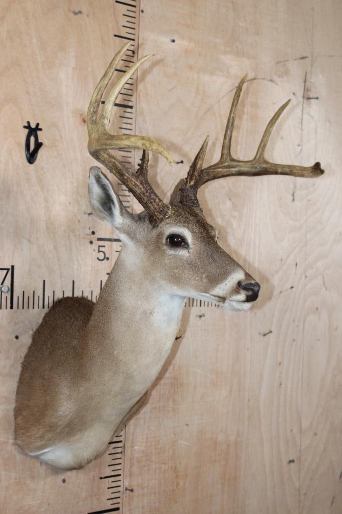 8-Point WHITETAIL DEER Shoulder Mount - 2