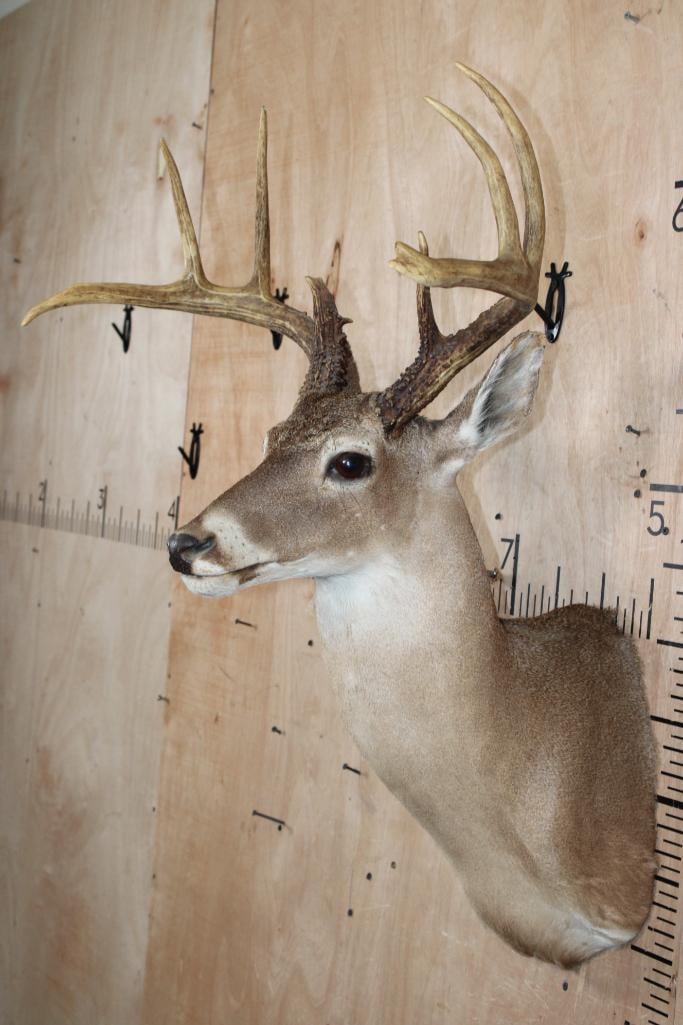 8-Point WHITETAIL DEER Shoulder Mount - 3