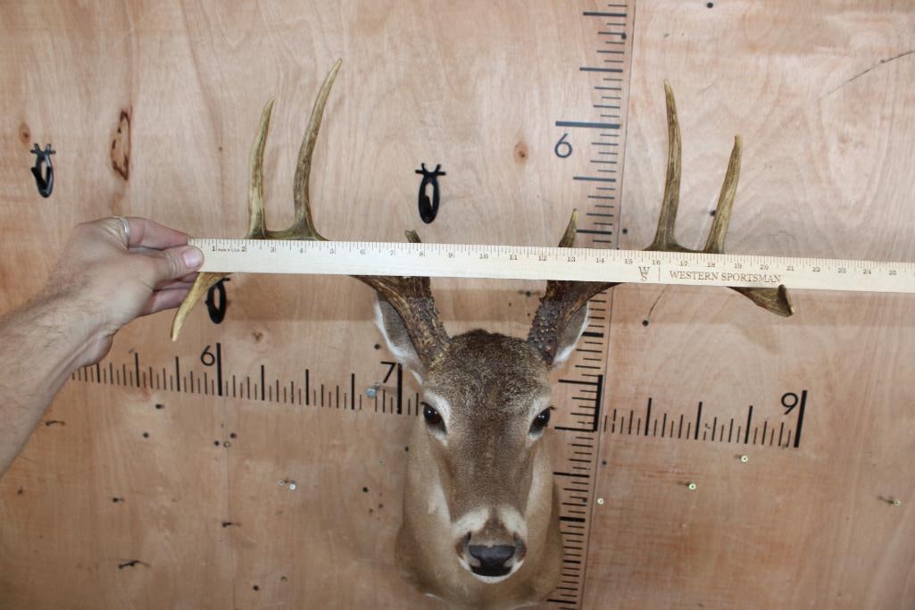 8-Point WHITETAIL DEER Shoulder Mount - 4