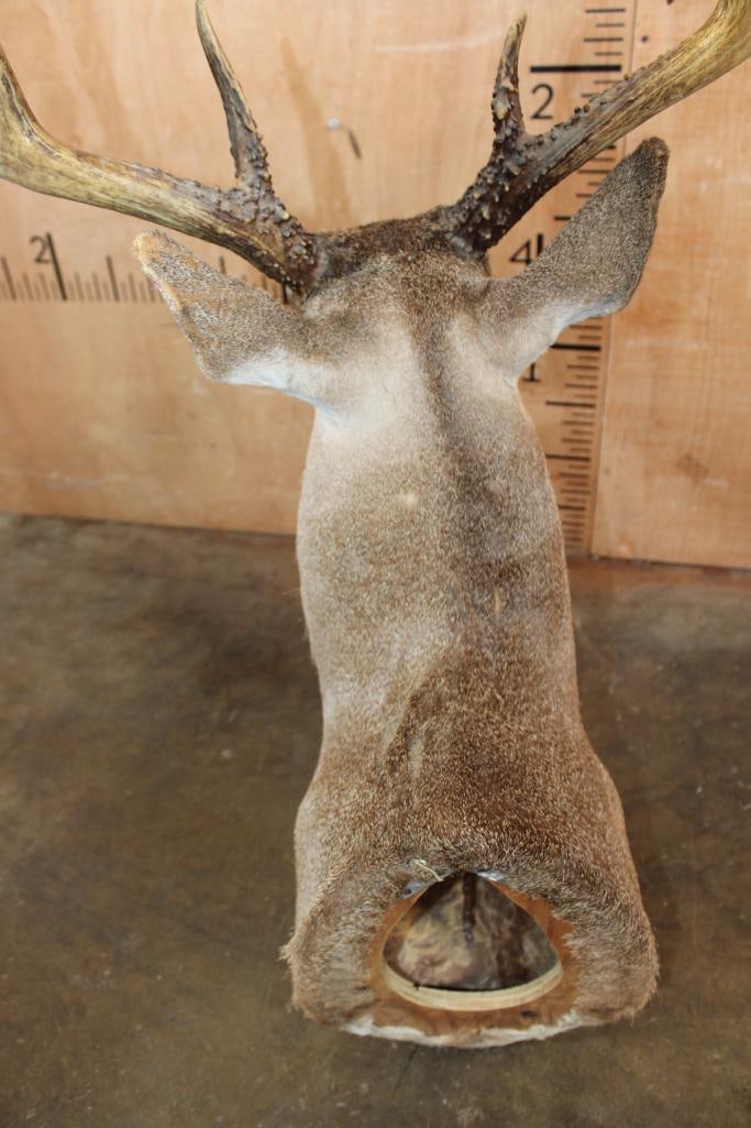 8-Point WHITETAIL DEER Shoulder Mount - 5