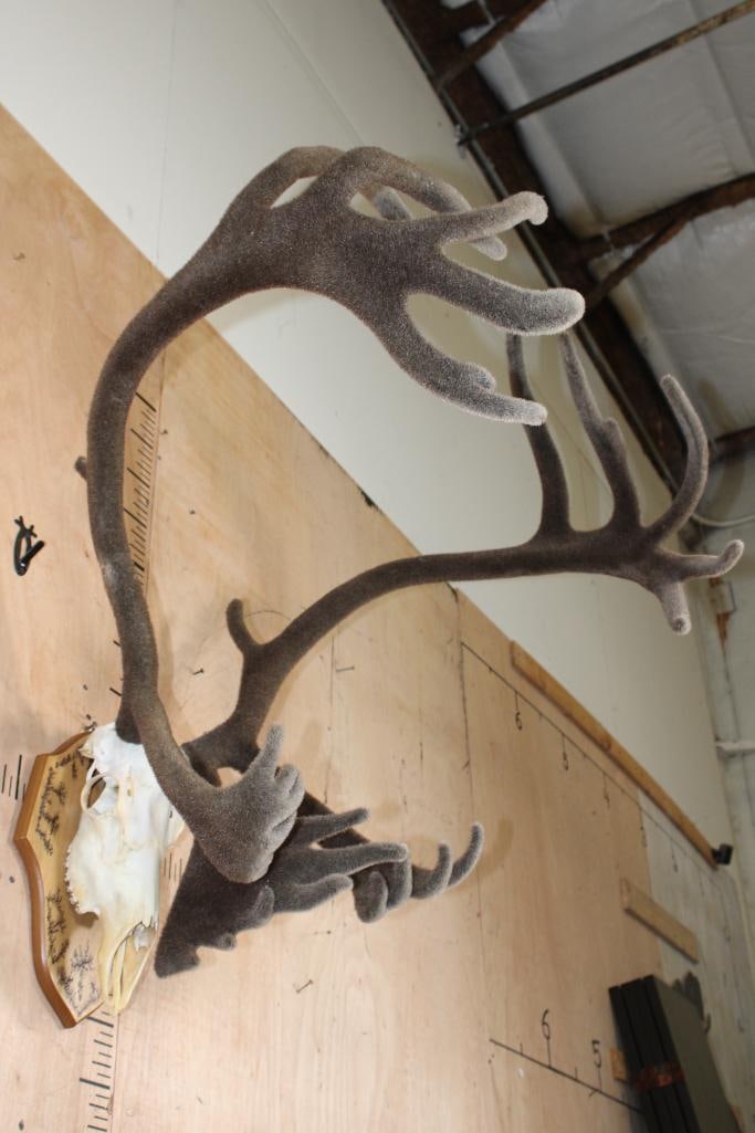 Big 31-Point CARIBOU Skull on a Fractal Burned Wood Plaque - 2