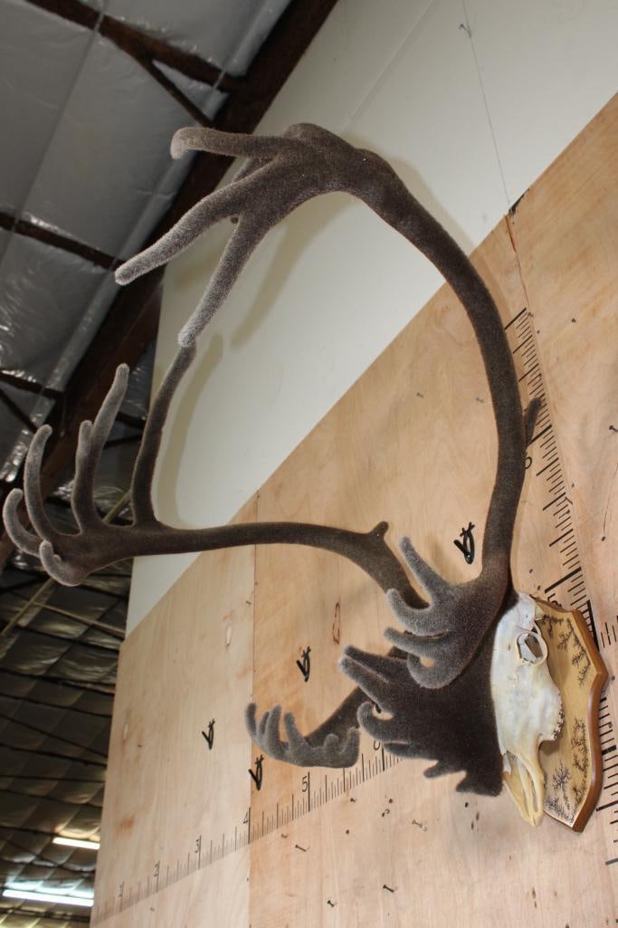 Big 31-Point CARIBOU Skull on a Fractal Burned Wood Plaque - 3