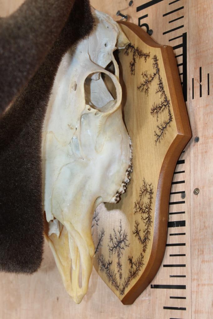 Big 31-Point CARIBOU Skull on a Fractal Burned Wood Plaque - 4