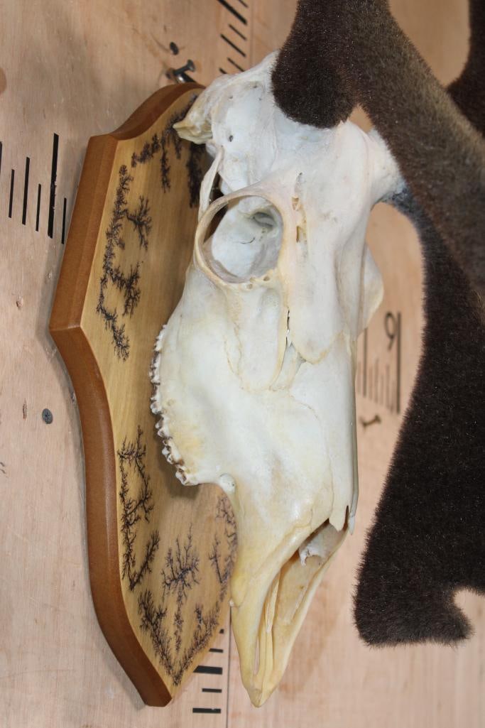 Big 31-Point CARIBOU Skull on a Fractal Burned Wood Plaque - 5