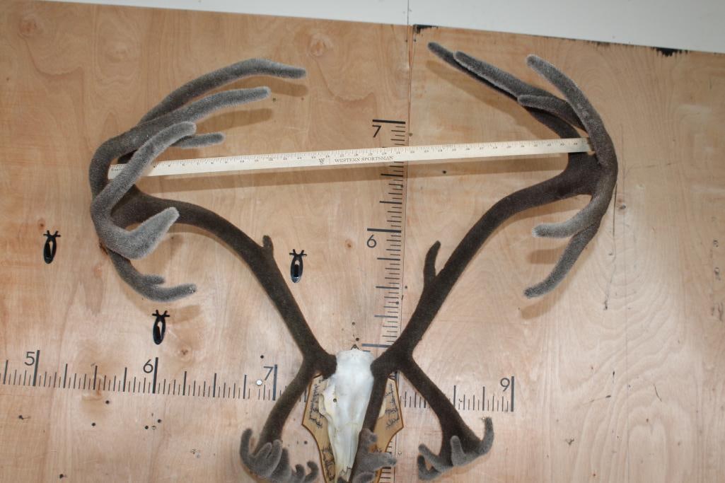 Big 31-Point CARIBOU Skull on a Fractal Burned Wood Plaque - 7