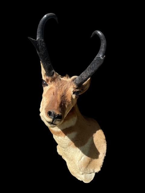 PRONGHORN Antelope Shoulder Mount with a Sharp Turn - 2