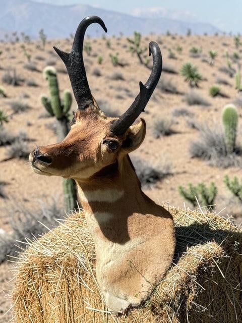 PRONGHORN Antelope Shoulder Mount with a Sharp Turn - 4