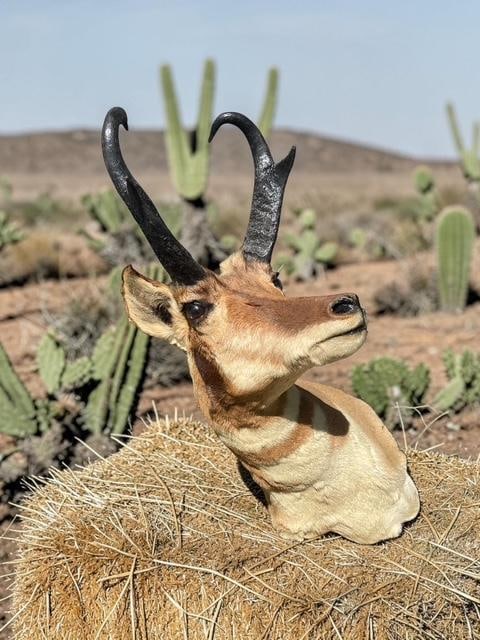 PRONGHORN Antelope Shoulder Mount with a Sharp Turn - 5