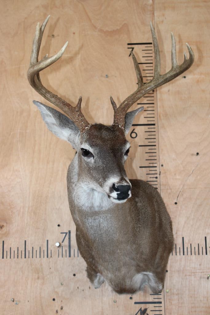 11-Point WHITETAIL DEER Shoulder Mount - 2