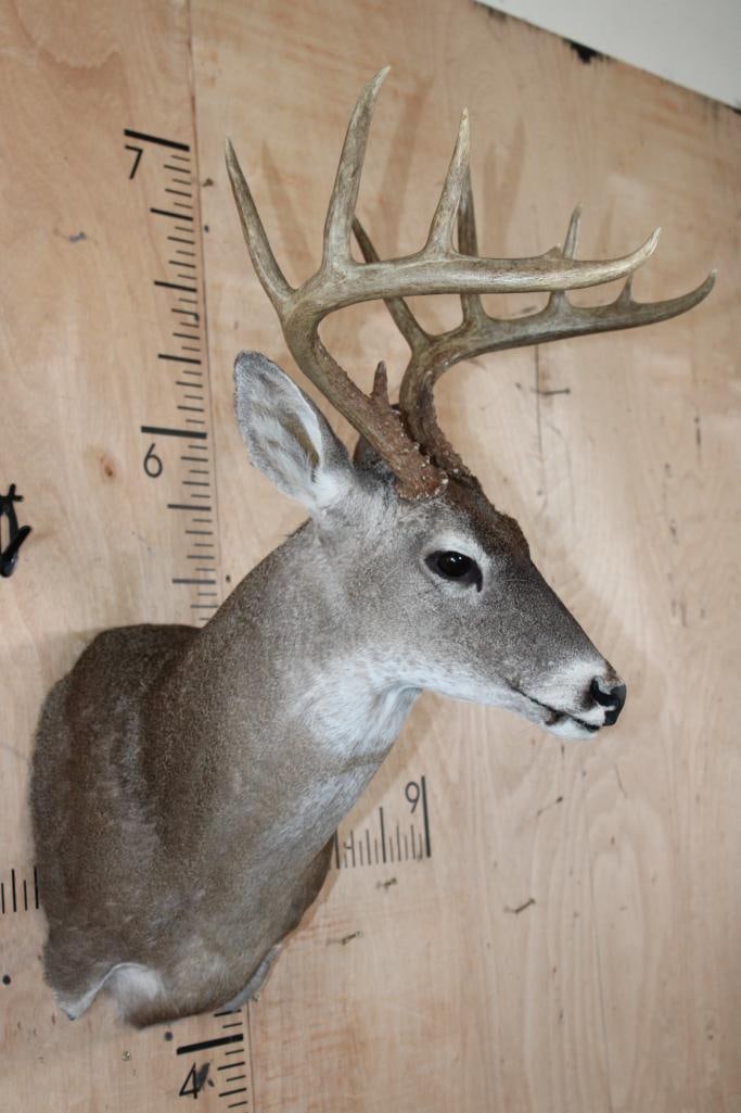 11-Point WHITETAIL DEER Shoulder Mount - 3