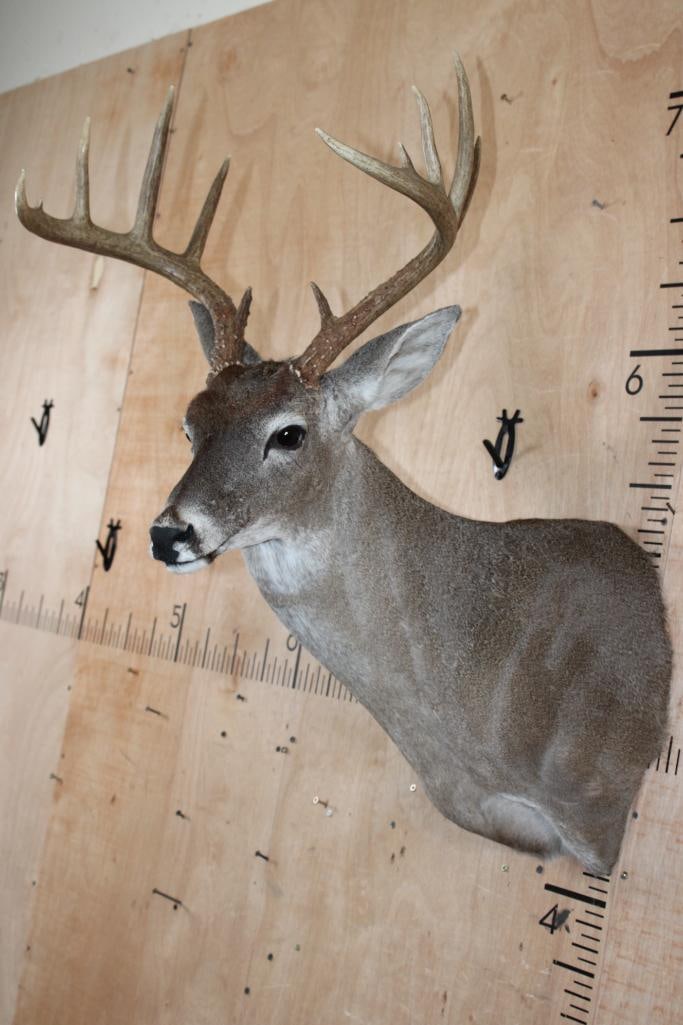 11-Point WHITETAIL DEER Shoulder Mount - 4