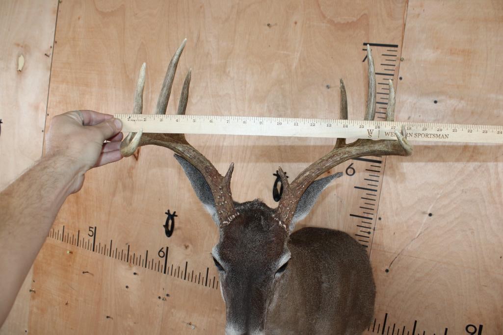 11-Point WHITETAIL DEER Shoulder Mount - 5