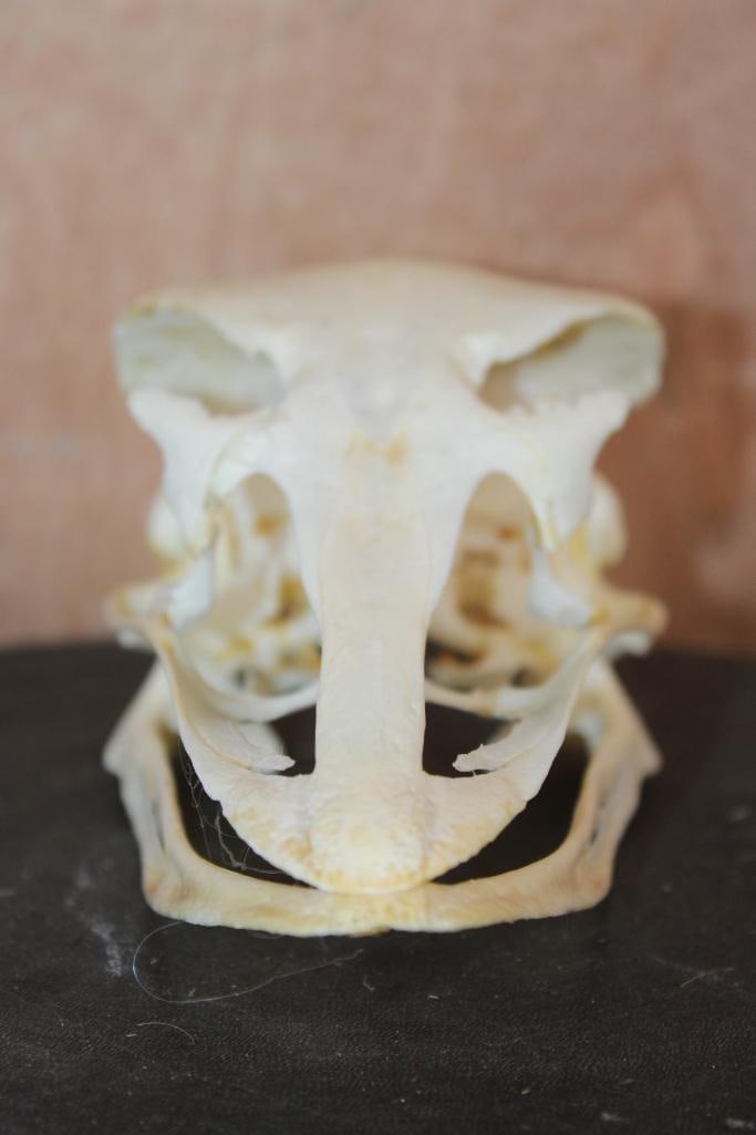 Big AFRICAN OSTRICH Skull - 2
