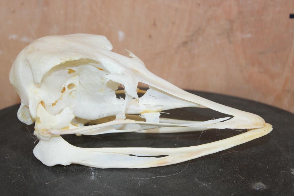 Big AFRICAN OSTRICH Skull - 3