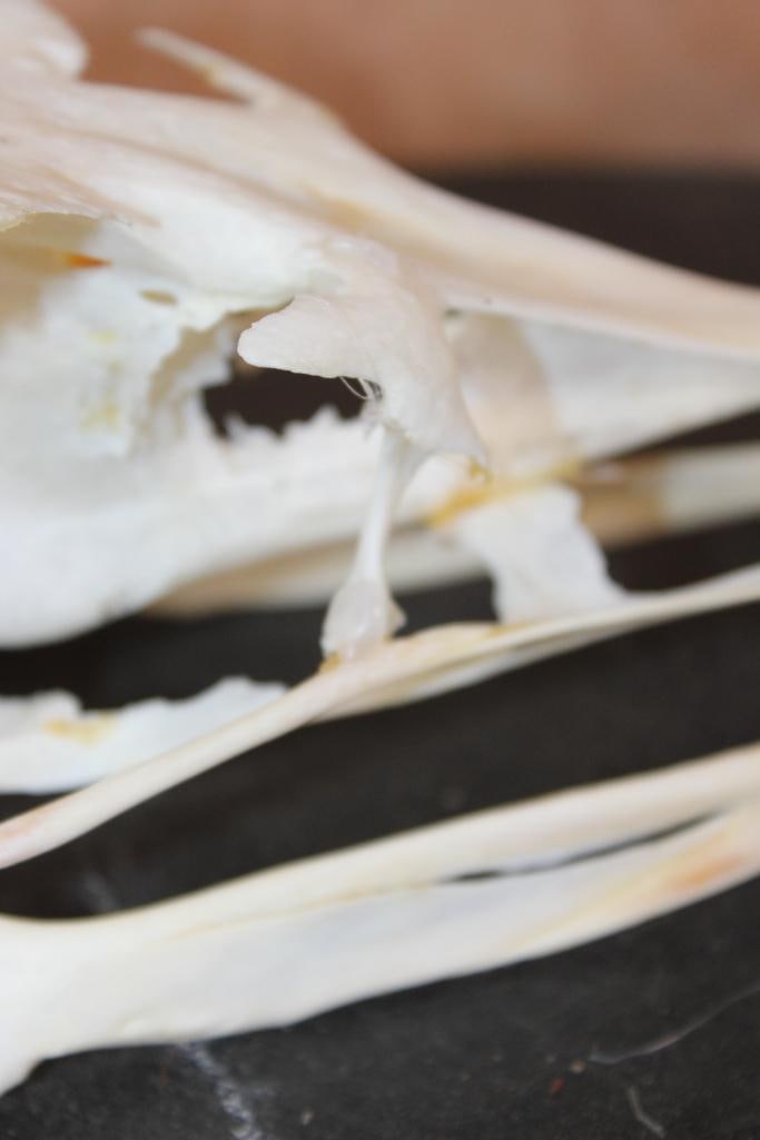 Big AFRICAN OSTRICH Skull - 4
