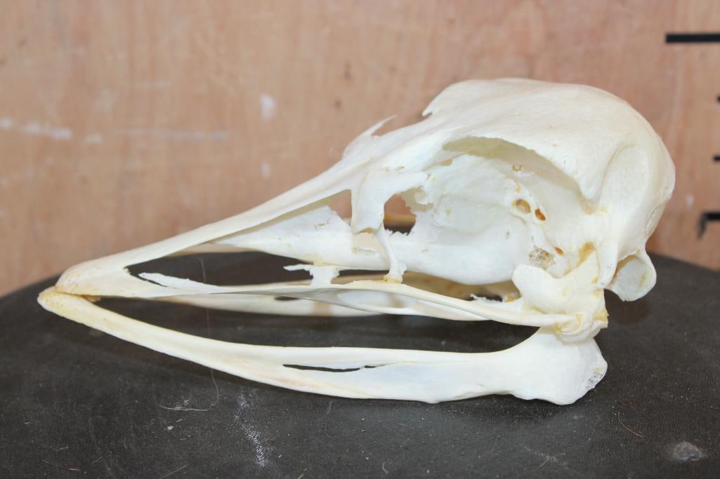 Big AFRICAN OSTRICH Skull - 5