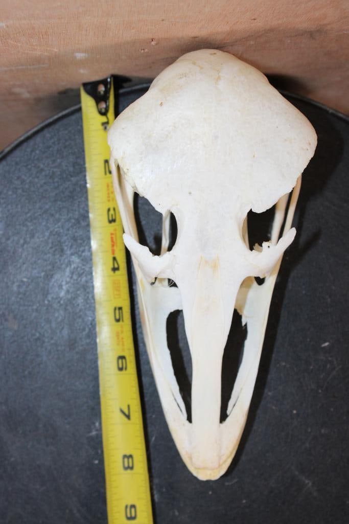 Big AFRICAN OSTRICH Skull - 7