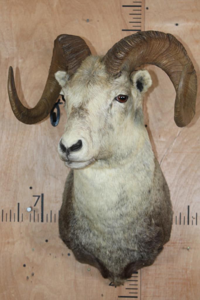 STONE SHEEP Shoulder Mount - 2