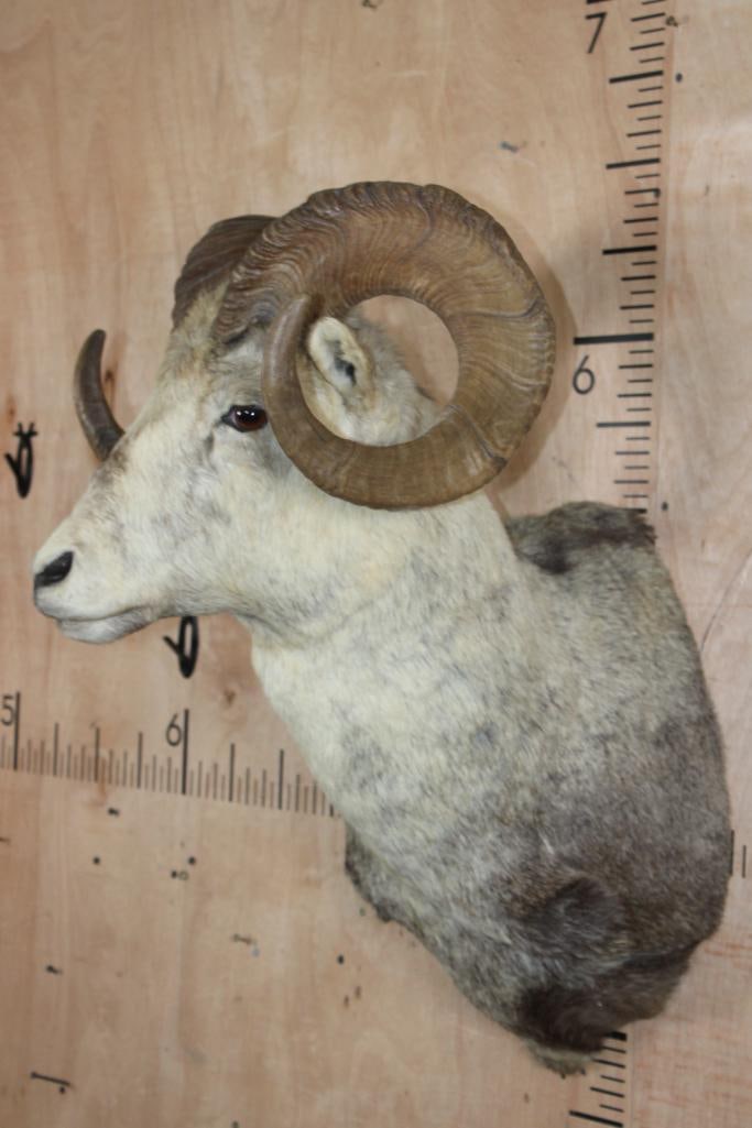 STONE SHEEP Shoulder Mount - 3