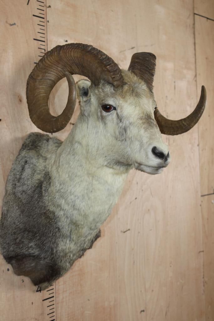 STONE SHEEP Shoulder Mount - 4