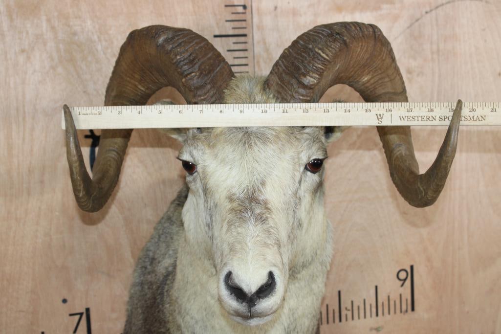 STONE SHEEP Shoulder Mount - 5
