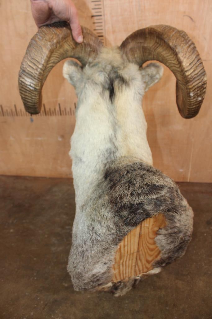 STONE SHEEP Shoulder Mount - 6