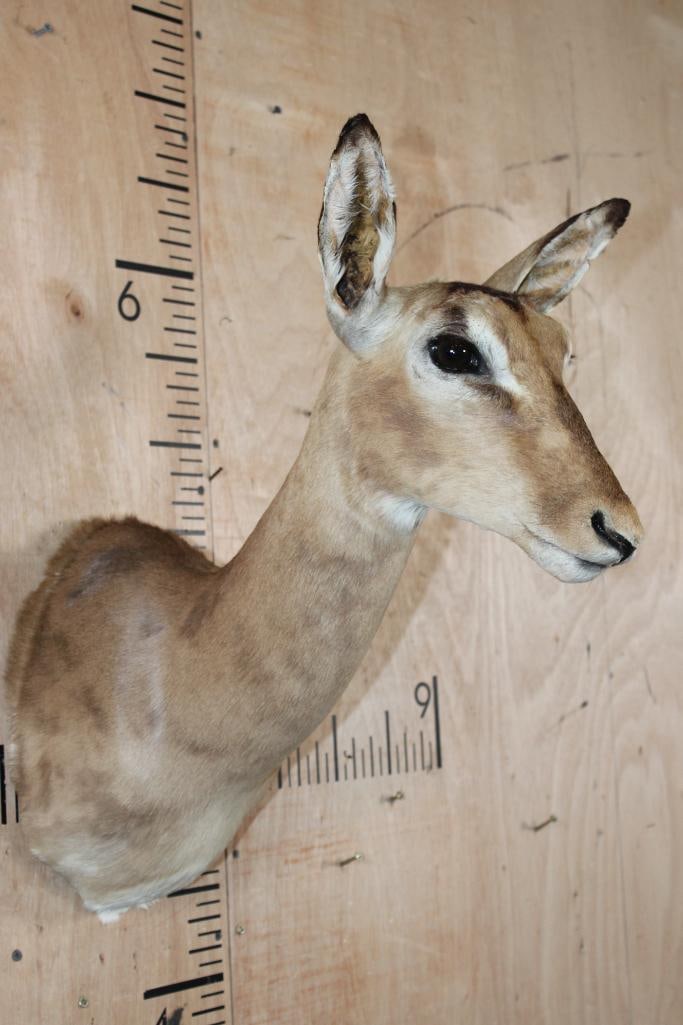 Female IMPALA Shoulder Mount - 2