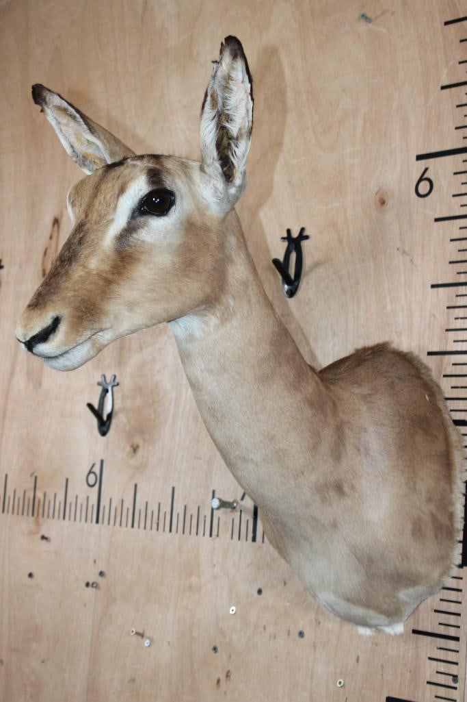 Female IMPALA Shoulder Mount - 3