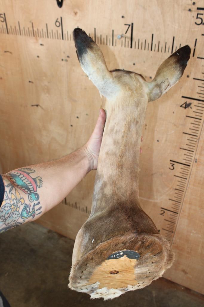 Female IMPALA Shoulder Mount - 4