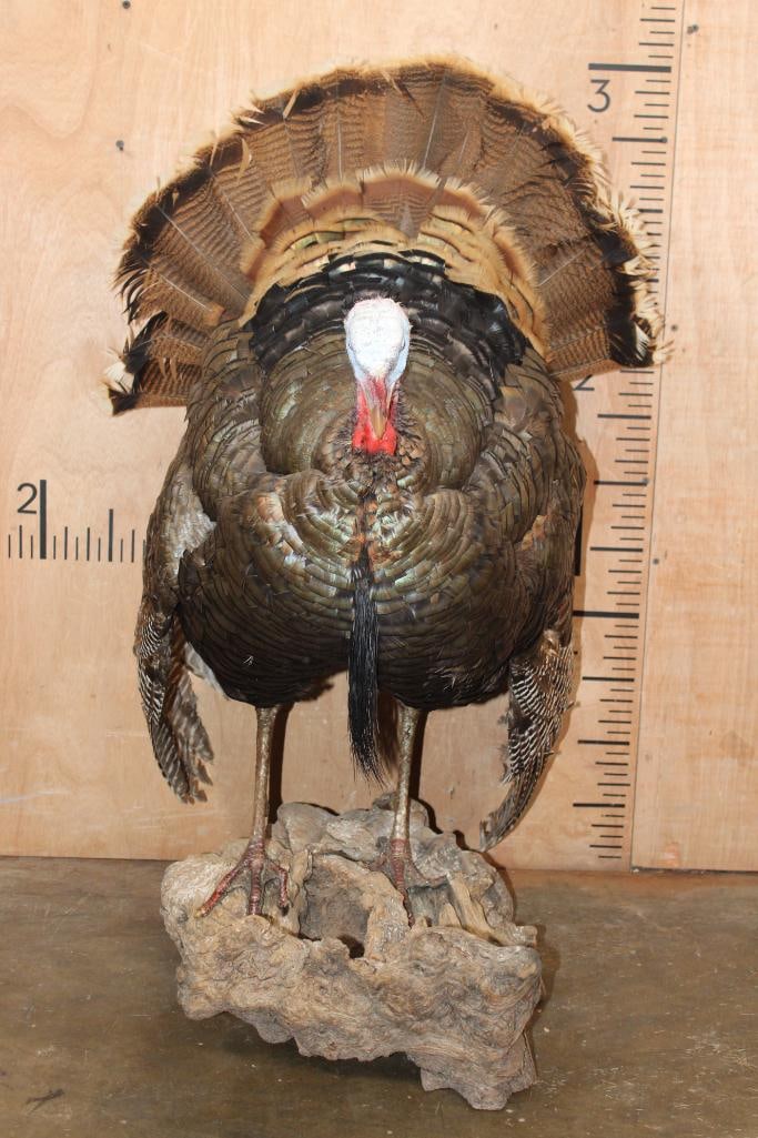 Life-sized TURKEY on a Decorative Driftwood Base - 2