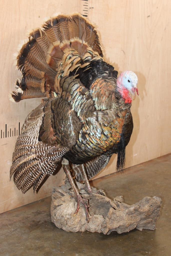 Life-sized TURKEY on a Decorative Driftwood Base - 3