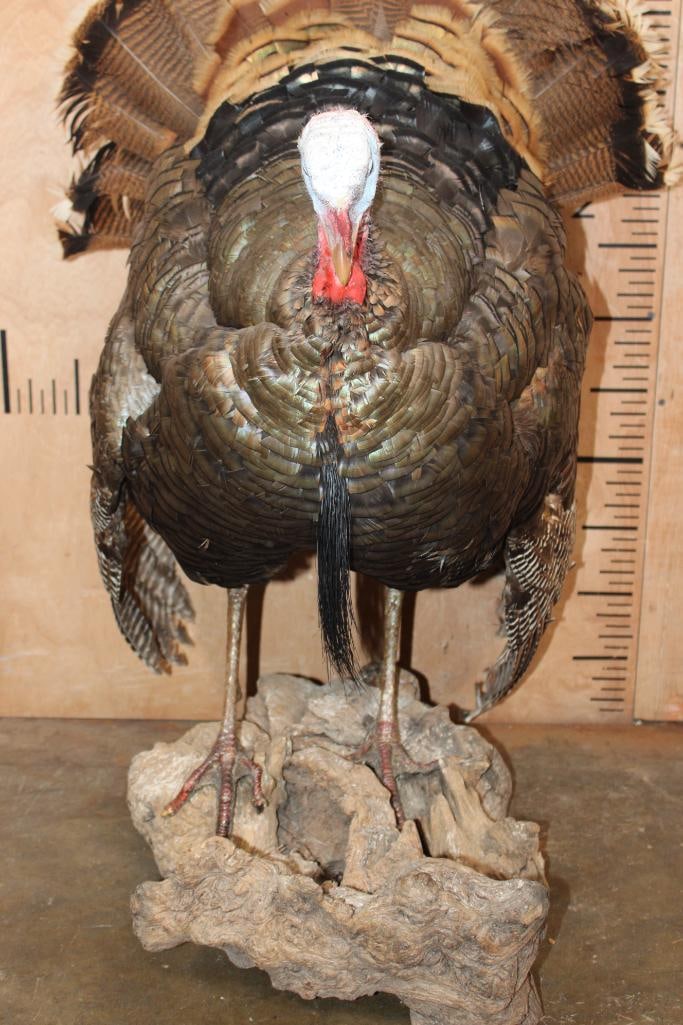 Life-sized TURKEY on a Decorative Driftwood Base - 5