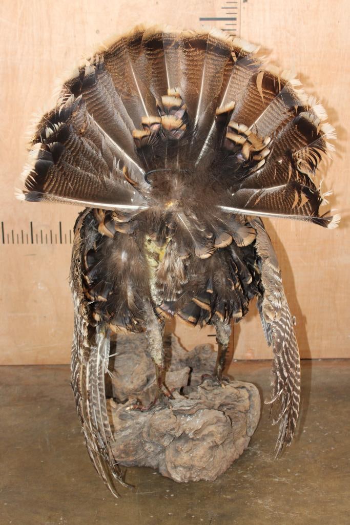 Life-sized TURKEY on a Decorative Driftwood Base - 6