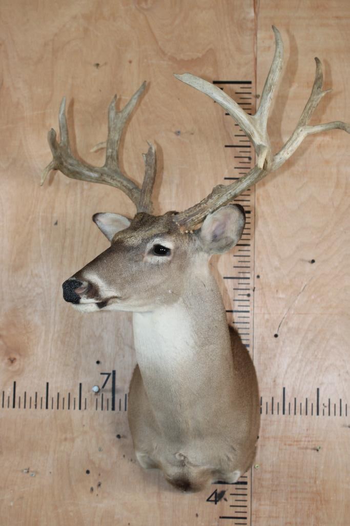 13-Point WHITETAIL DEER Shoulder Mount - 2