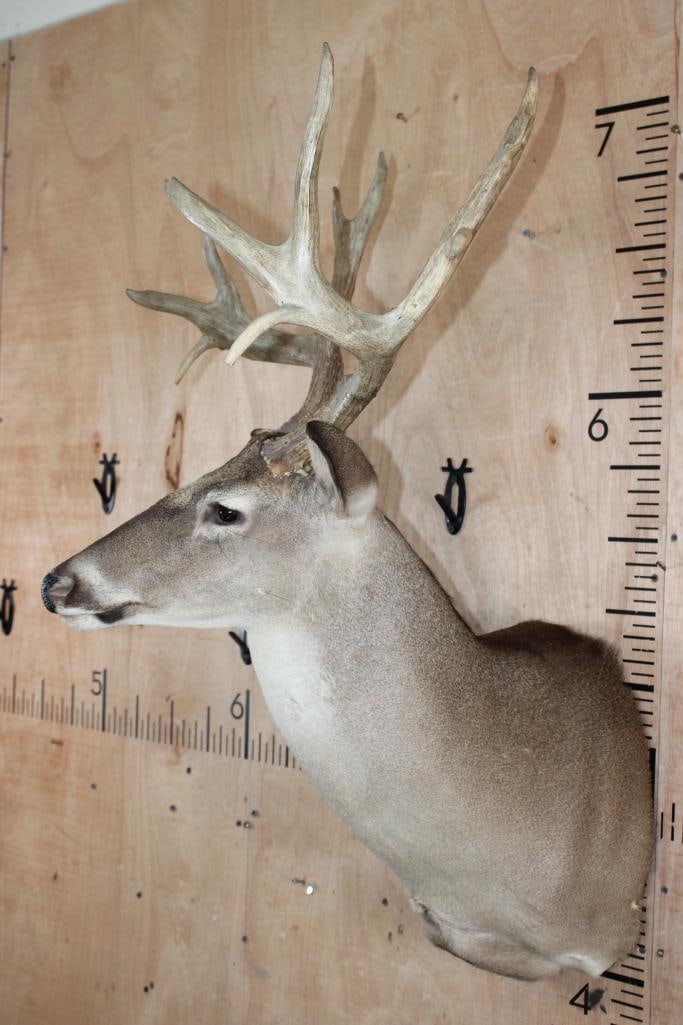 13-Point WHITETAIL DEER Shoulder Mount - 3