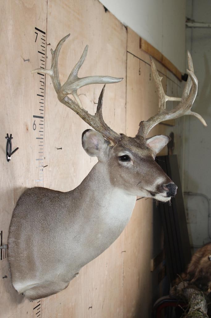 13-Point WHITETAIL DEER Shoulder Mount - 4