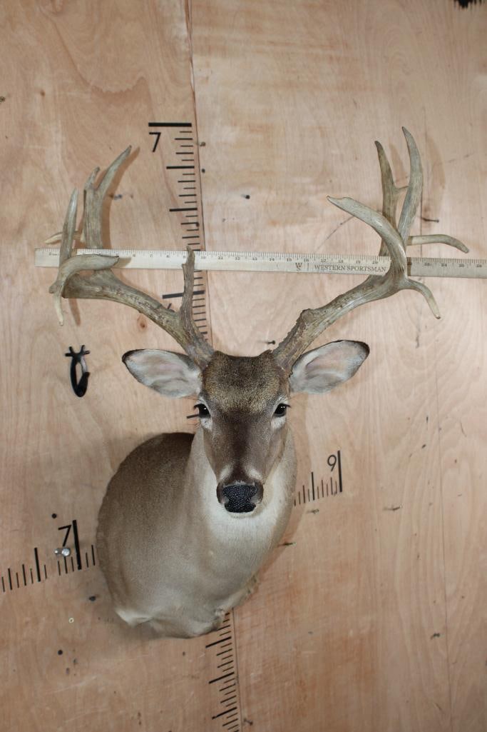 13-Point WHITETAIL DEER Shoulder Mount - 5