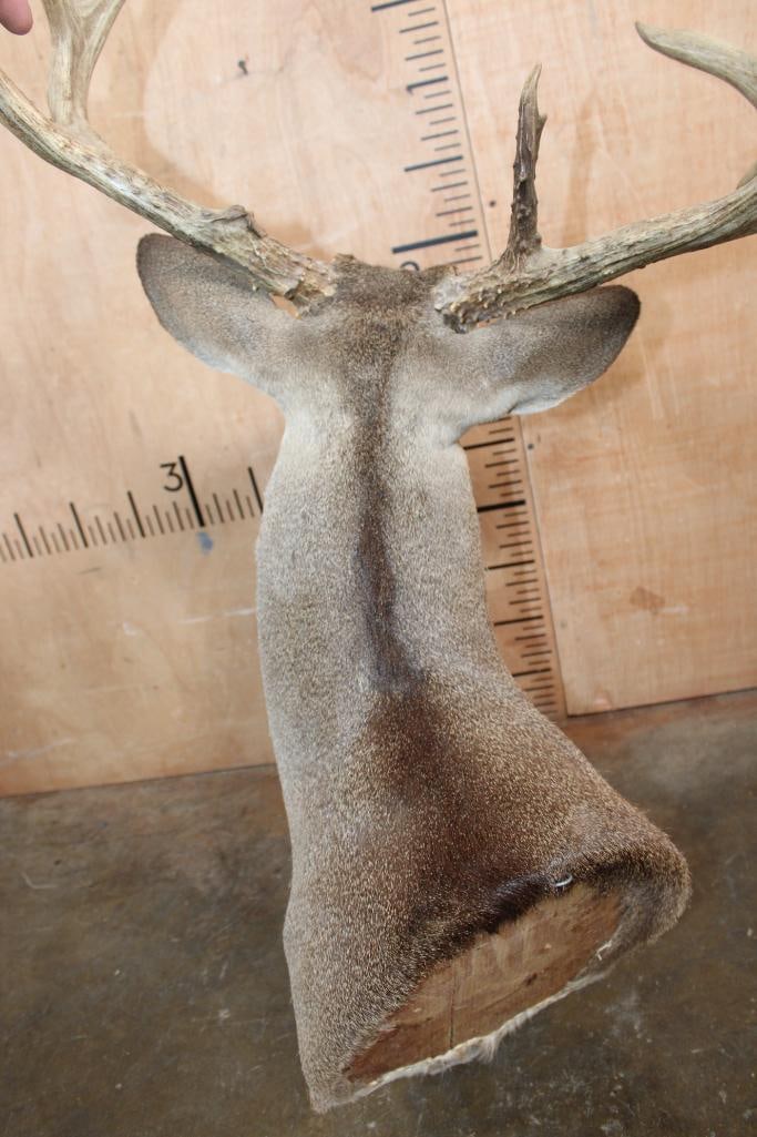 13-Point WHITETAIL DEER Shoulder Mount - 6