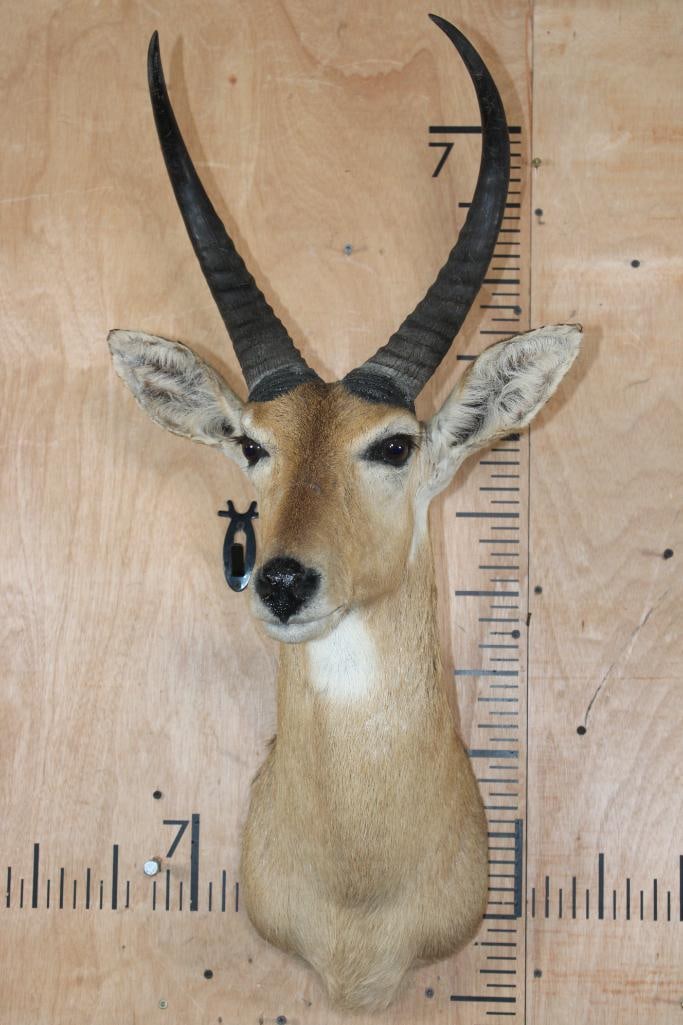 Huge REEDBUCK Shoulder Mount - 2