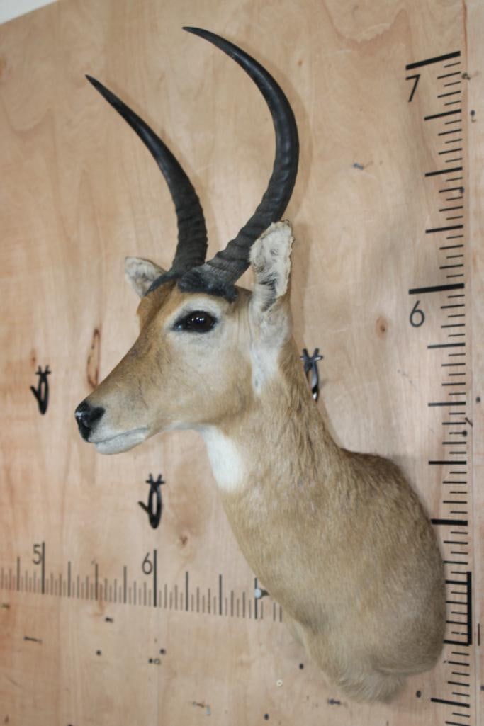Huge REEDBUCK Shoulder Mount - 3
