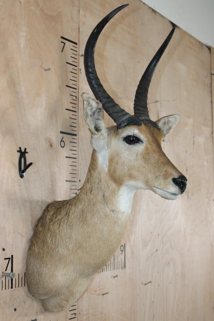 Huge REEDBUCK Shoulder Mount - 4